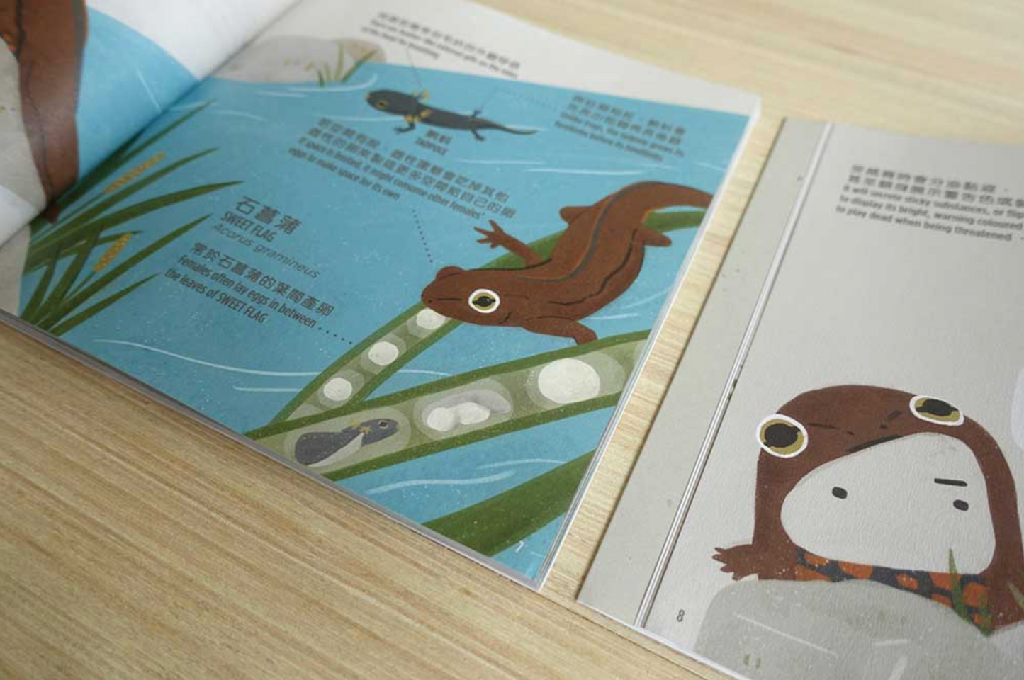 《野鄰居 – 香港兩棲》第一本香港兩棲動物繪本