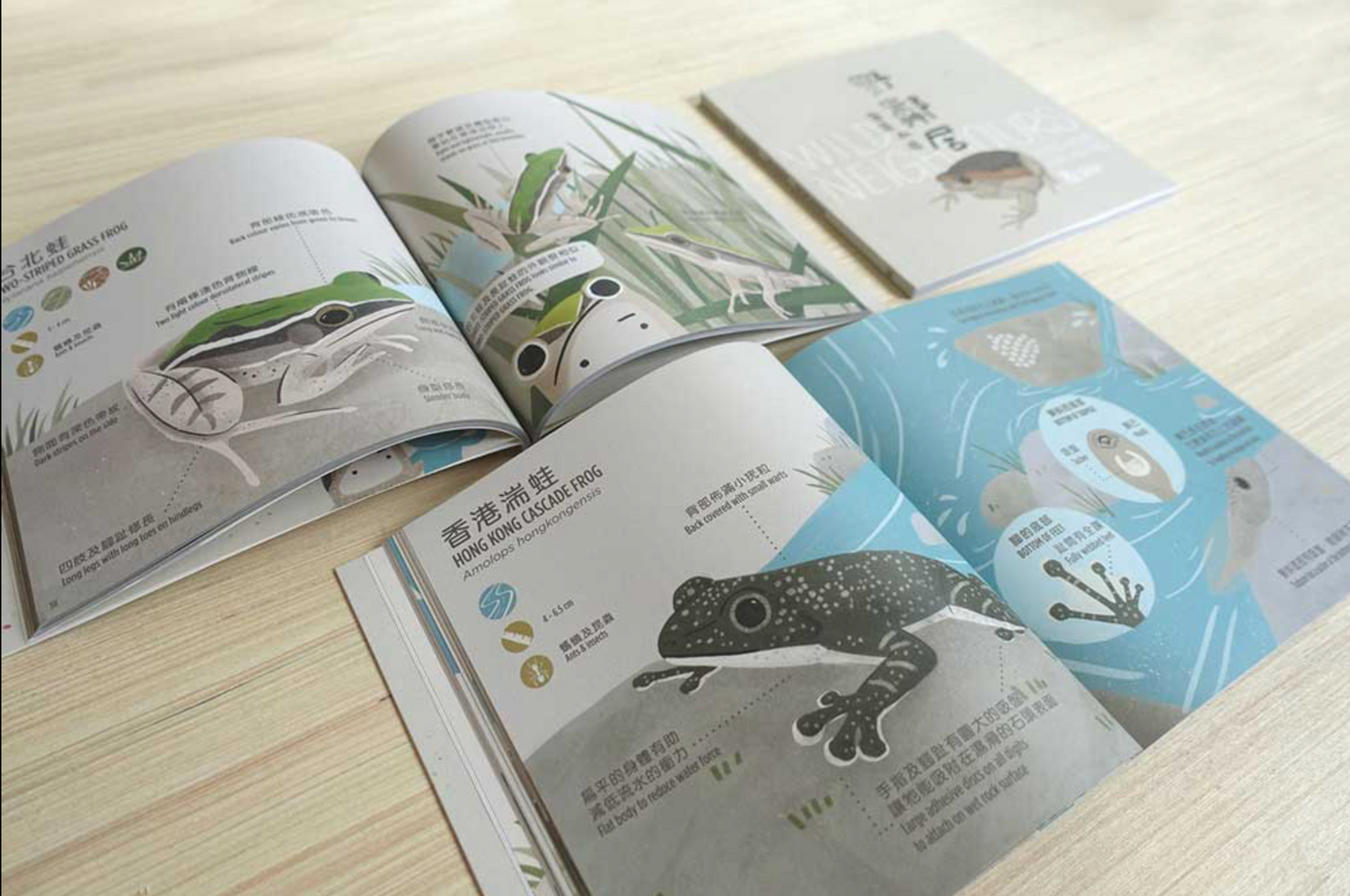 《野鄰居 – 香港兩棲》第一本香港兩棲動物繪本
